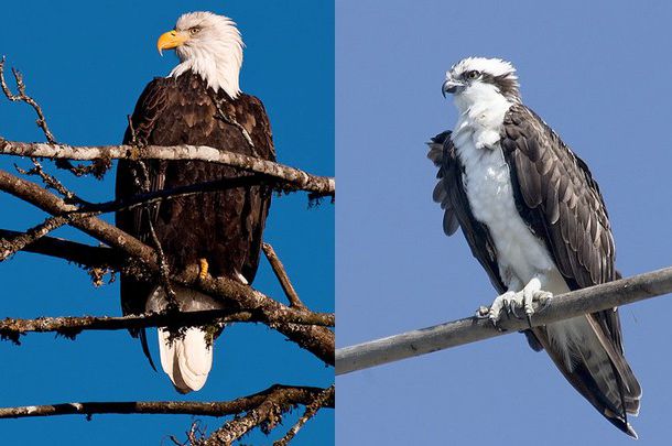 Bald eagle vs. osprey